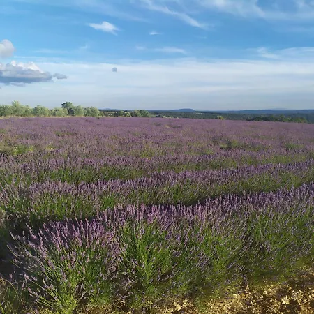 Dans Belle Maison Au Pays Des Lavandes
